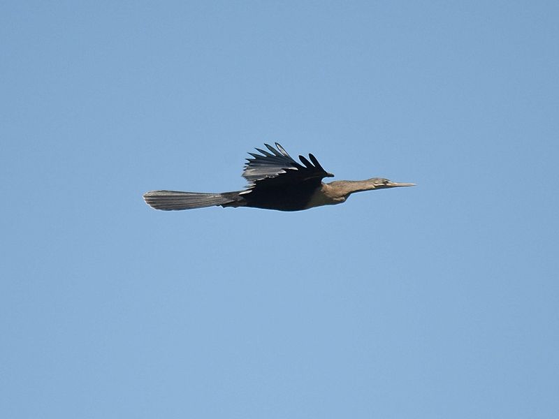 anhinga BRD1980.JPG
