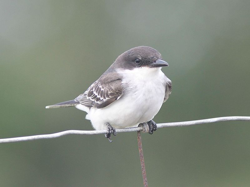 eastern kingbird BRD1850.JPG
