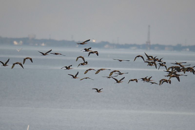 white-faced ibis BRD2286.JPG
