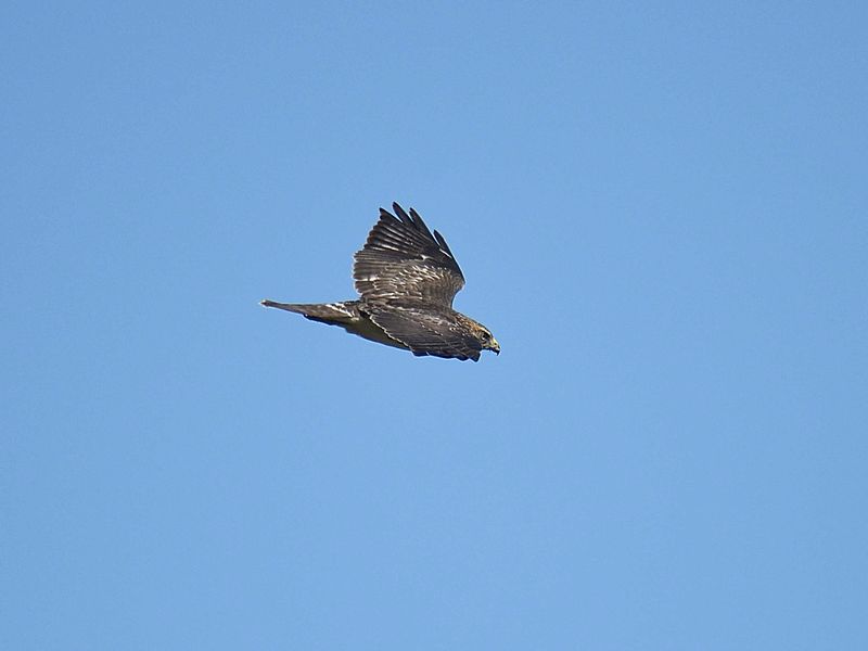 broad-winged hawk BRD2774.JPG