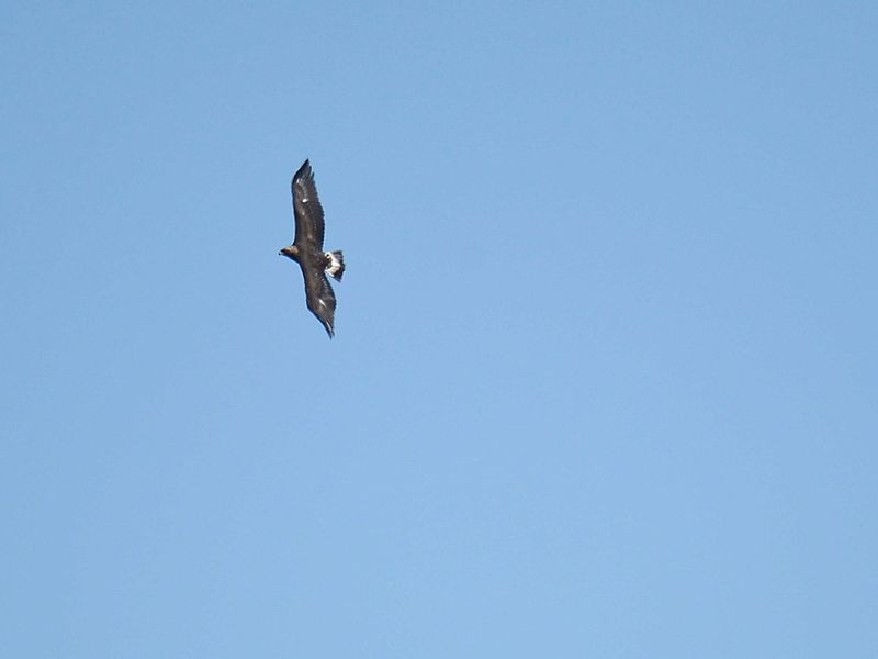 golden eagle BRD3233.JPG
