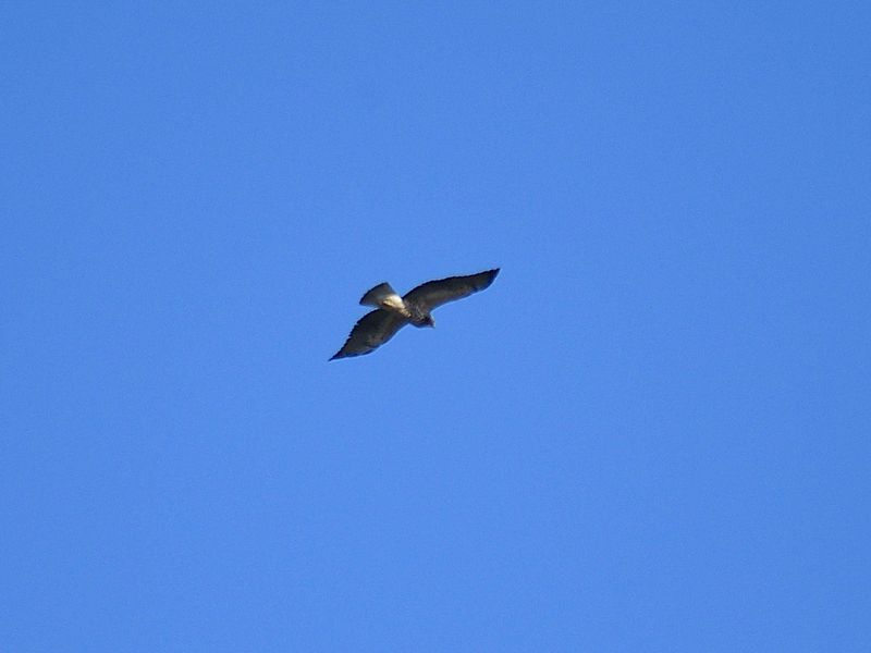 swainsons hawk BRD3178.JPG