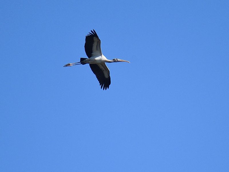 wood stork BRD3203.JPG