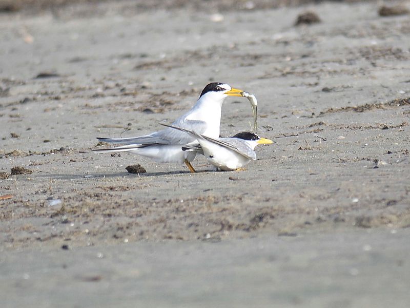 least tern BRD5063.JPG