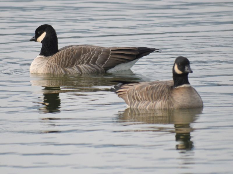 cackling goose BRD9456.JPG