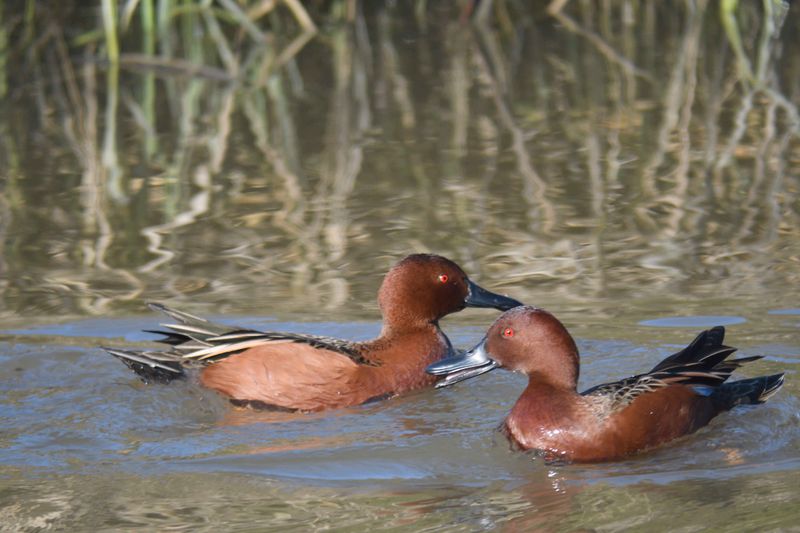 cinnamon teal BRD9861.JPG