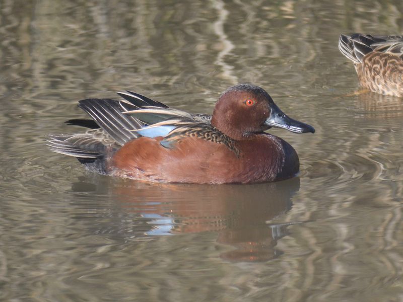 cinnamon teal BRD9866.JPG
