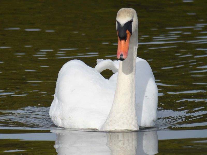 mute swan BRD0122.JPG