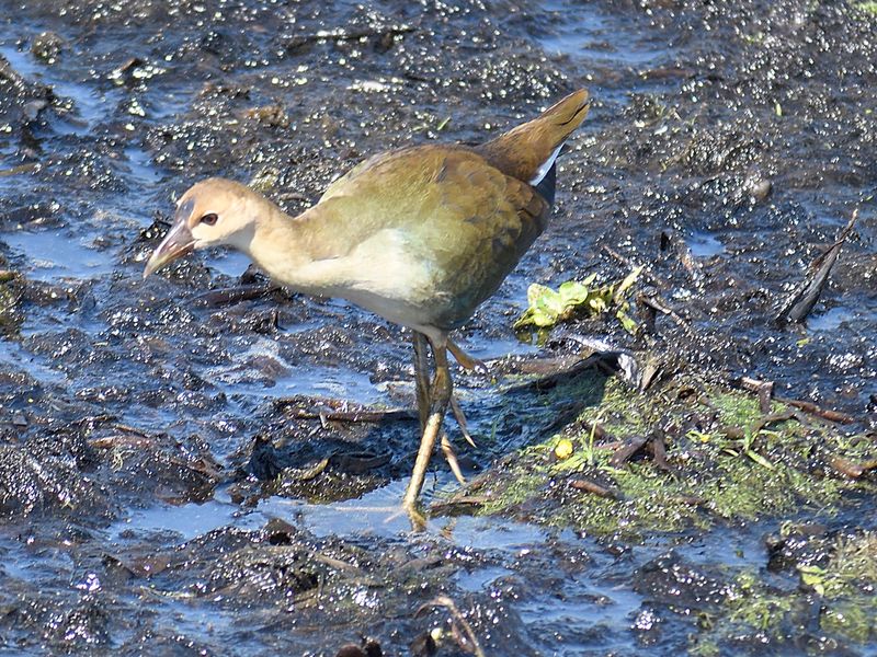 purple gallinule BRD5622.JPG
