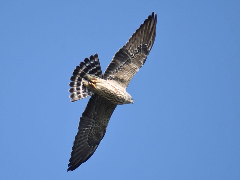 mississippi kite BRD6254.JPG