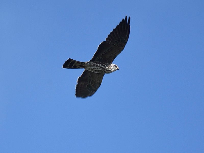 mississippi kite BRD6257.JPG
