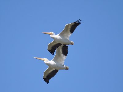 white pelican BRD2824.JPG