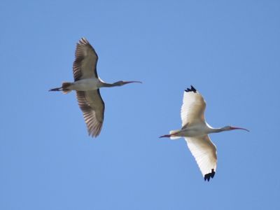 white ibis BRD2772.JPG