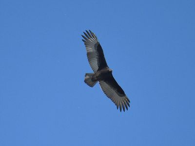 turkey vulture BRD2932.JPG