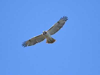 red-tailed hawk BRD2986.JPG