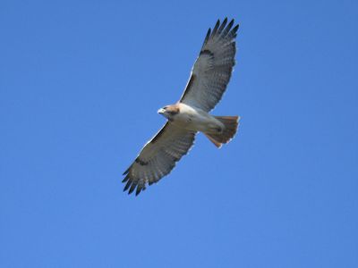 red-tailed hawk BRD2987.JPG