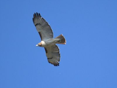 red-tailed hawk BRD2988.JPG