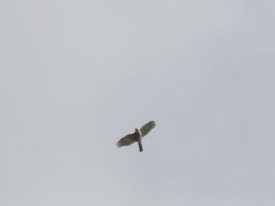 sharp-shinned hawk BRD2689.JPG