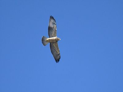 swainson's hawk BRD2922.JPG