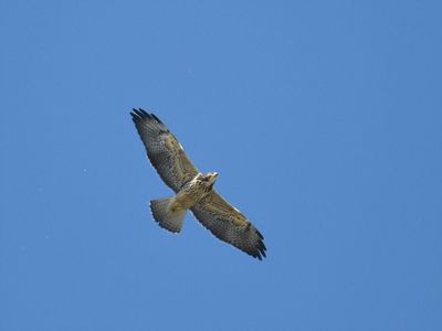 swainson's hawk BRD2929.JPG