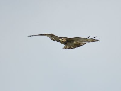 broad-winged hawk BRD2697.JPG