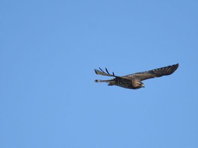 broad-winged hawk BRD2843.JPG