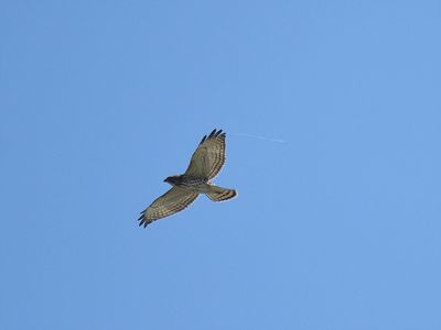 broad-winged hawk BRD2963.JPG