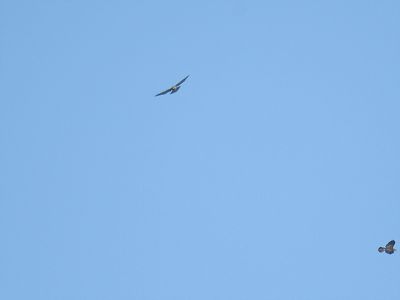 broad-winged hawk BRD2990.JPG