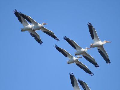 white pelican BRD3019.JPG