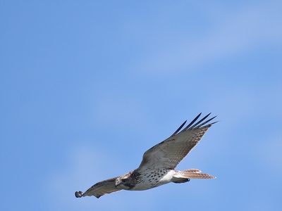 red-tailed hawk BRD3121.JPG