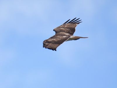 red-tailed hawk BRD3120.JPG