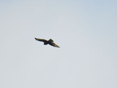 broad-winged hawk dark BRD3102.JPG