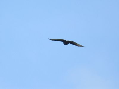 1110m_broad_winged_hawk_dark