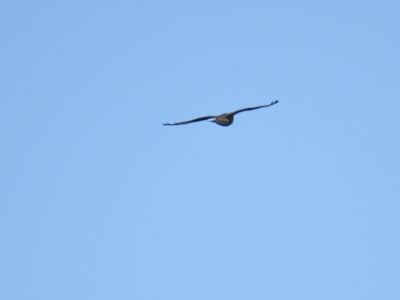 broad-winged hawk dark BRD3098.JPG