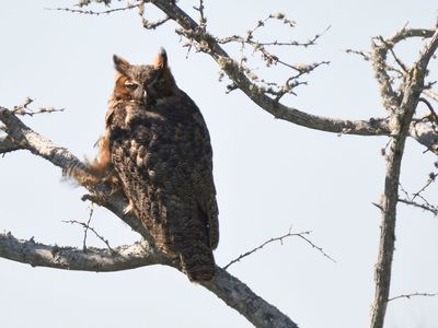great horned owl BRD3288.JPG