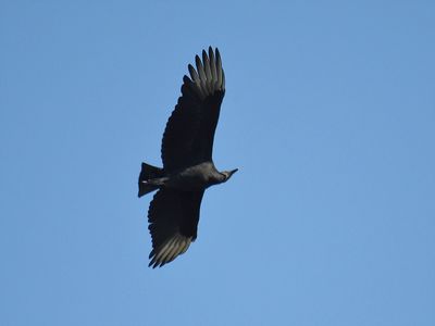 black vulture BRD3335.JPG
