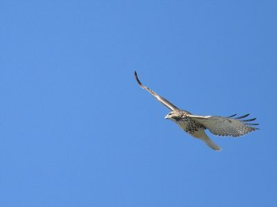 red-tailed hawk BRD3301.JPG