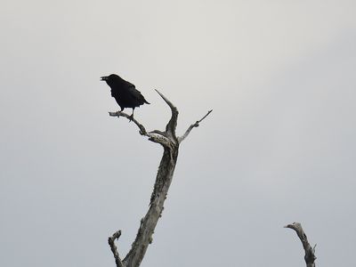 american crow BRD3390.JPG