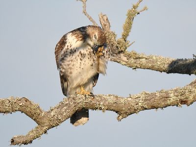 red-tailed hawk BRD3398.JPG