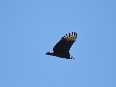 black vulture BRD3519.JPG