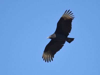black vulture BRD3521.JPG
