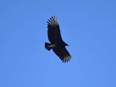 black vulture BRD3523.JPG