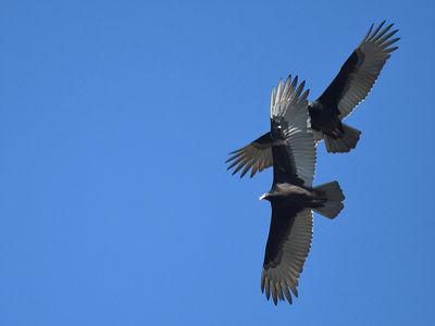 turkey vulture BRD3525.JPG