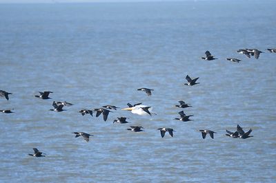 double-crested cormorant BRD3479.JPG