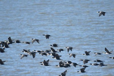 1050c_double_crested_cormorant