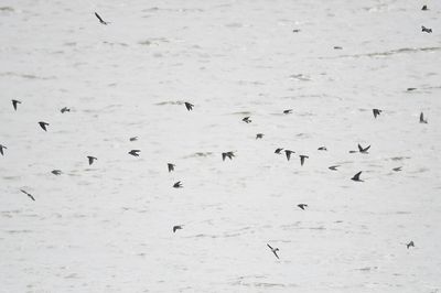 tree swallow BRD3840.JPG