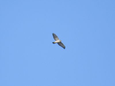 1110m_broad_winged_hawk