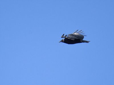 black vulture BRD3714.JPG
