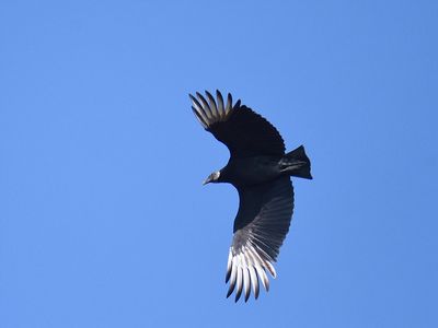 black vulture BRD3715.JPG