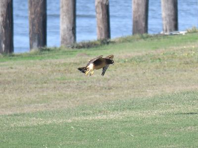 northern harrier BRD3535.JPG
